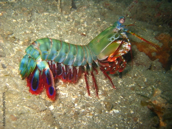 Obraz Fangschreckenkrebs