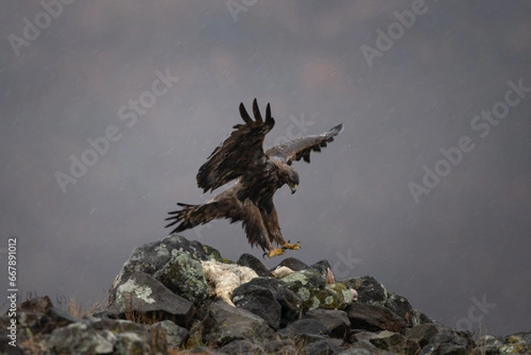 Obraz Golden eagle in Rhodope mountains. Eagle on the top of Bulgaria mountains. Ornithology during winter time. 