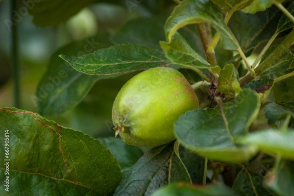 Obraz Single Apple Fruit on Tree