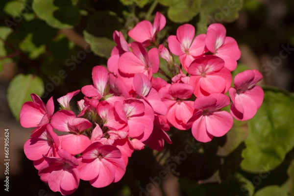Obraz Small Pink Geranium Flowers