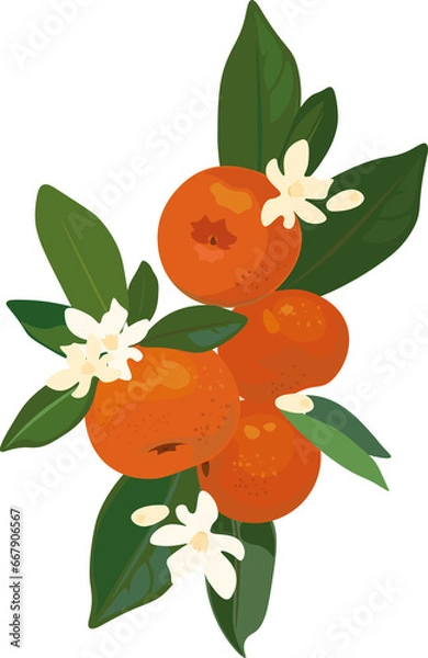 Obraz Tangerine fruits, flowers and leaves. Decorative elements for design cards, stickers and other. 