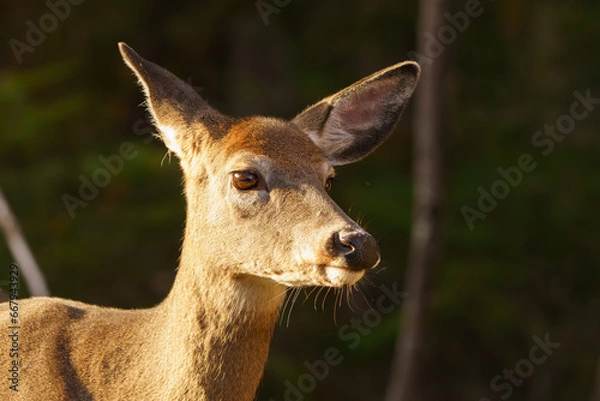 Obraz Young Doe walking through forest in early morning light. Maine, Summer.