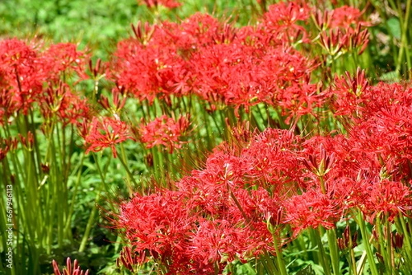 Fototapeta 彼岸花　ヒガンバナ　リコリス　曼珠沙華　岡山　真庭市川東公園