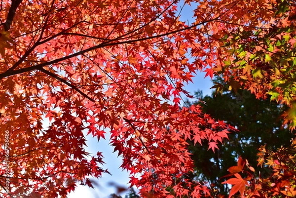 Fototapeta おろちループ　奥出雲おろちループ　島根　秋