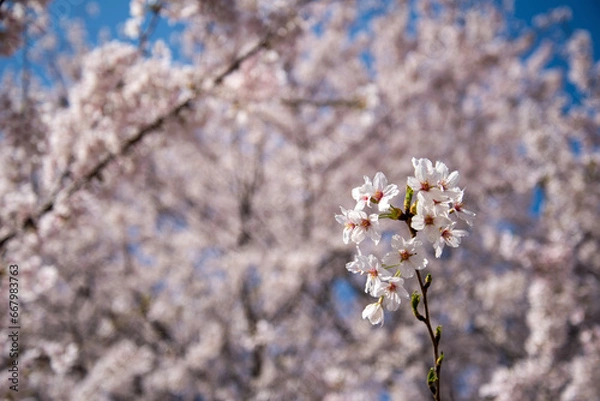 Obraz cherry tree blossom
