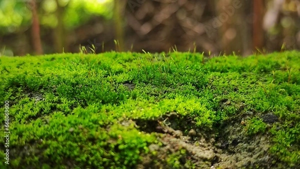 Obraz Moss growing on the old wall of abandoned building in urban area