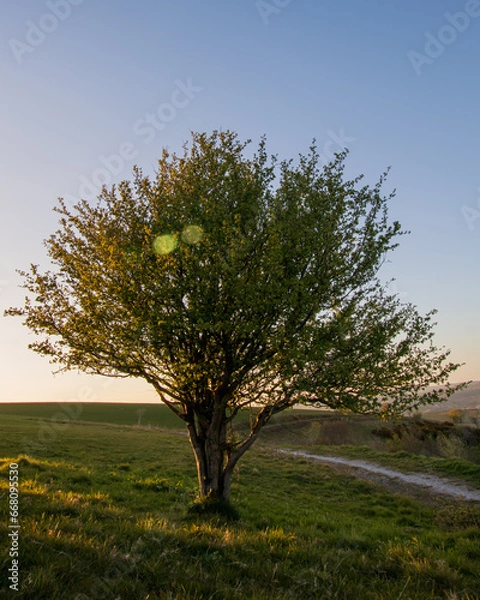 Obraz Sunset tree
