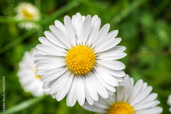Obraz Miniature daisy flowers on green grass in Spring close up 1