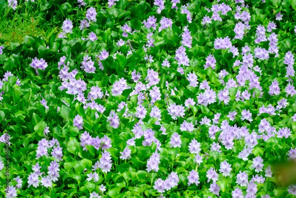 Fototapeta 満開に開花する綺麗なホテイアオイ