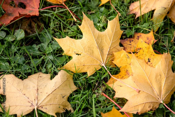Fototapeta Yellow and red maple leaves in long green grass. Autumn and weather