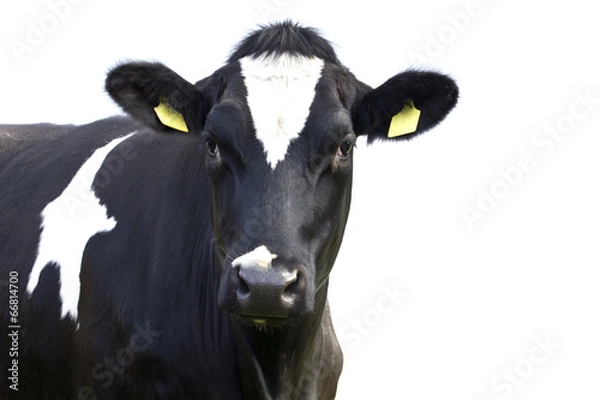 Obraz Cow isolated