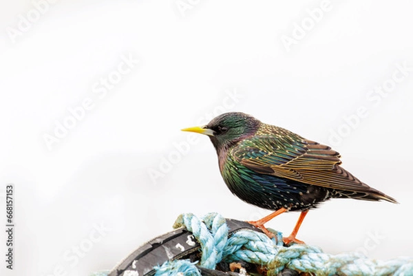 Fototapeta A single starling sitting on a crab, lobster pot with light background suitable for text, shallow depth of field image