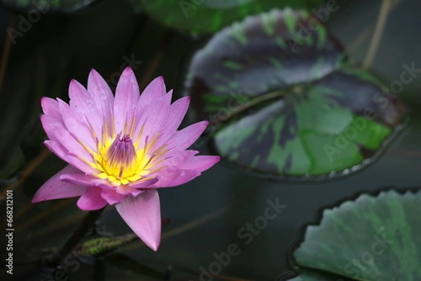 Fototapeta 水面に優雅に浮かぶ