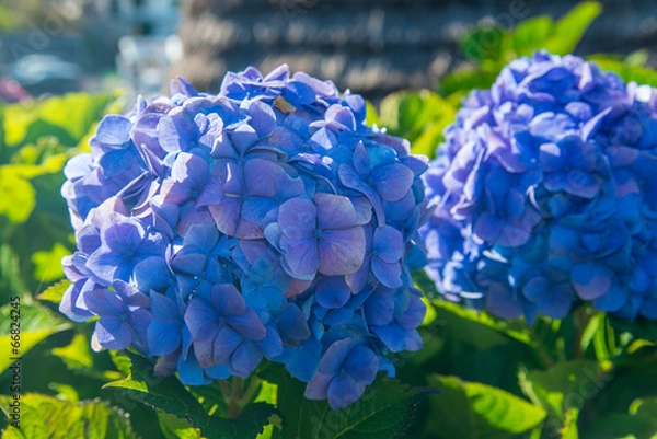 Obraz two blue hydrangeas blooms