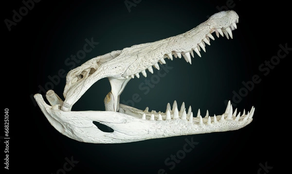 Fototapeta alligator skeleton 