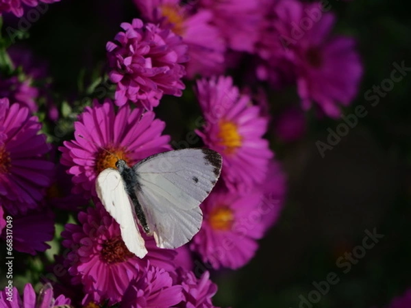 Fototapeta Kohlweißling