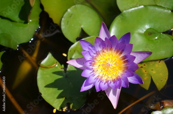 Obraz Violet lotus flower