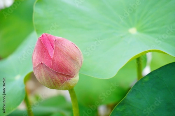 Obraz pink lotus flower