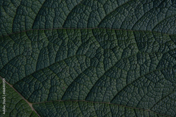Obraz dark green gunnera leaf surface