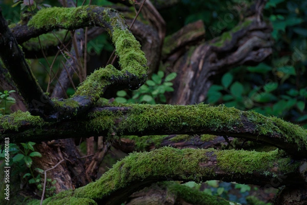 Obraz old tangled tree branches covered with moss