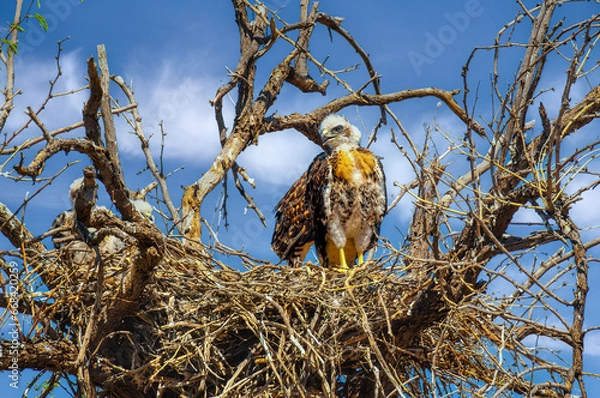 Obraz Red Tailed Hawk Chick