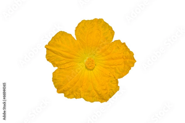 Fototapeta  luffa gourd flower