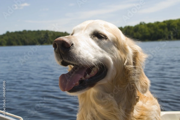 Obraz Golden Retriever