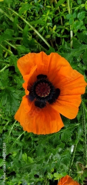 Fototapeta Flowers in a Field