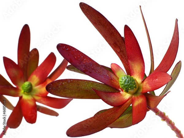 Fototapeta protea ( proteaceae ) n°2