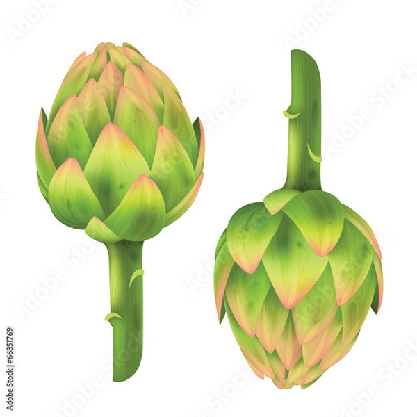 Obraz Artichoke