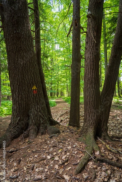 Fototapeta Hiking Trail through the Woods at Jamestown Audubon Center and Sanctuary