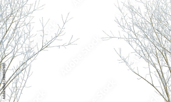 Fototapeta snow covered branches