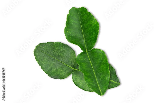 Fototapeta Kaffir lime leaves on white background with clipping path