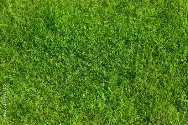 Fototapeta Rosłinne tło