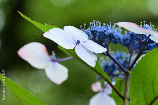 Obraz Flowers of hydrangea bloom in rainy season of Japan.