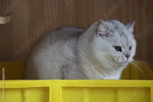 Obraz Pussycat Diary