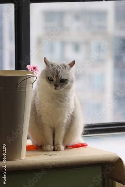 Obraz Pussycat Diary