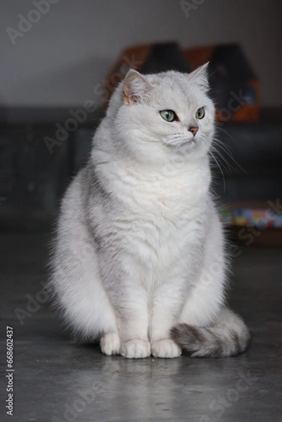 Obraz Pussycat Diary