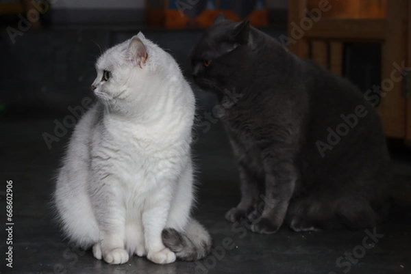 Obraz Pussycat Diary