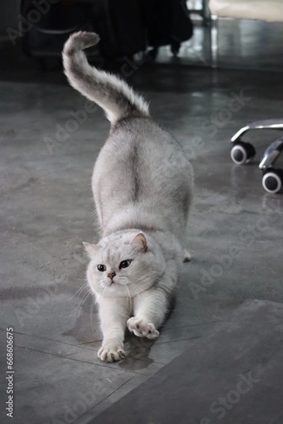 Obraz Pussycat Diary