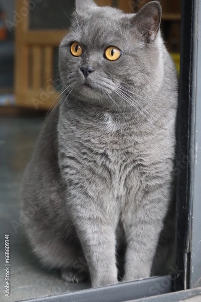 Obraz Pussycat Diary