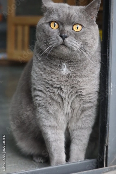 Obraz Pussycat Diary