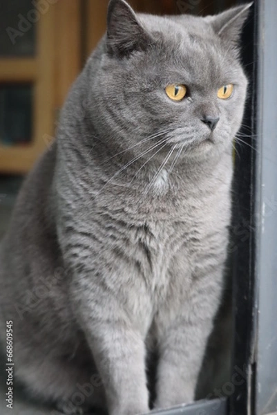 Obraz Pussycat Diary