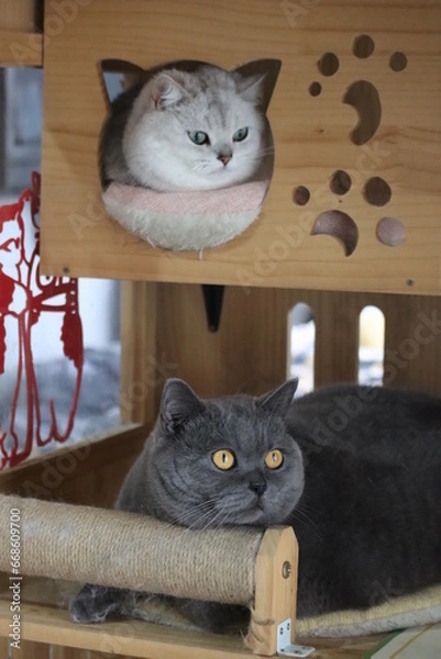 Obraz Pussycat Diary