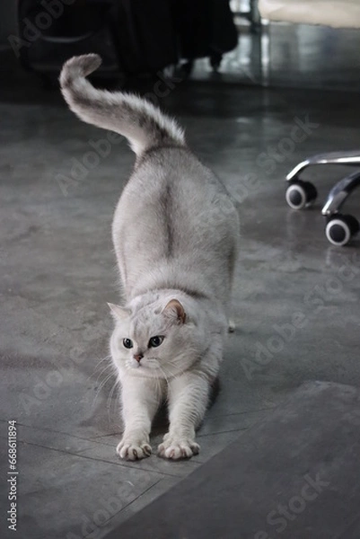 Fototapeta Pussycat Diary