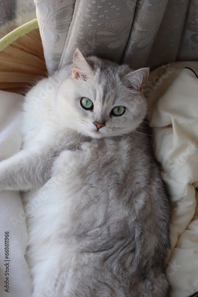 Obraz Pussycat Diary