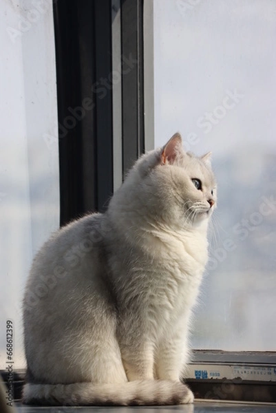 Obraz Pussycat Diary