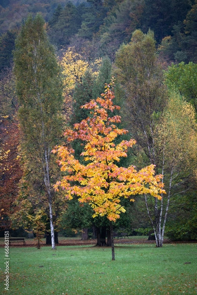 Obraz Park in autumn