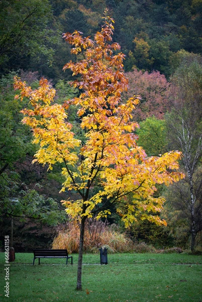 Obraz Park in autumn