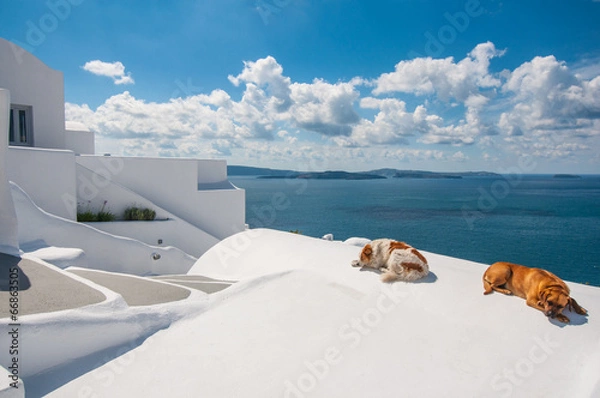 Obraz Dogs in Santorini